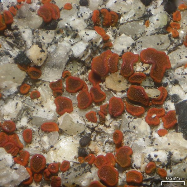 Caloplaca arenaria