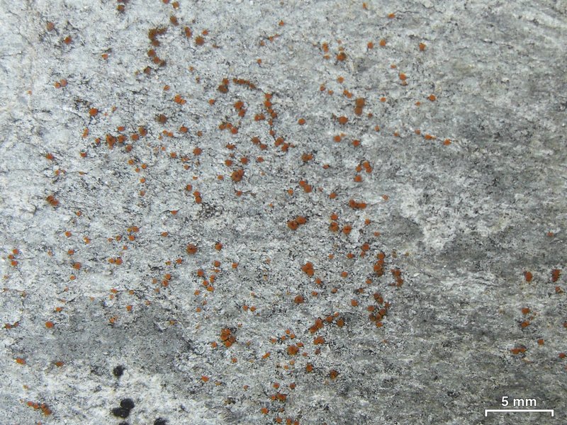 Caloplaca arenaria