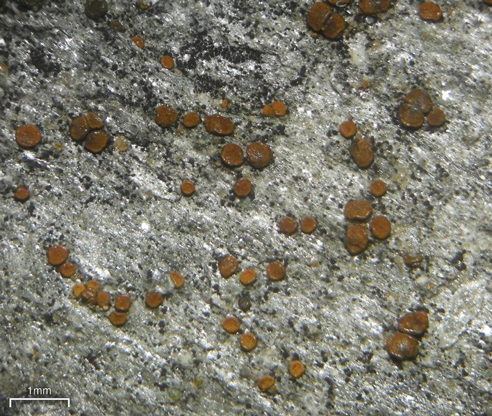 Caloplaca arenaria
