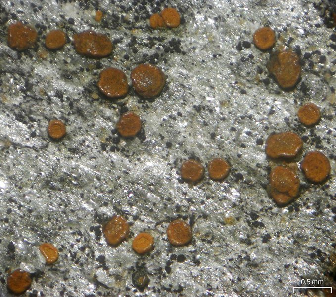 Caloplaca arenaria