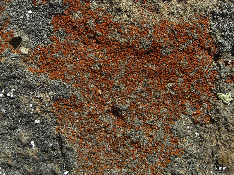 Caloplaca arenaria