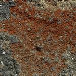 Caloplaca arenaria