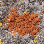Caloplaca arenaria