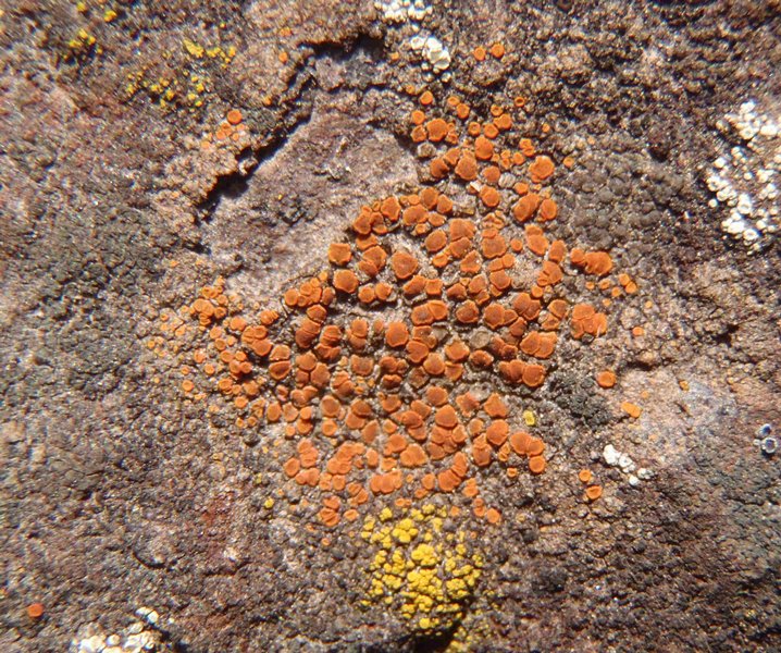 Caloplaca arenaria
