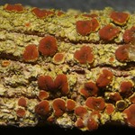 Caloplaca arizonica