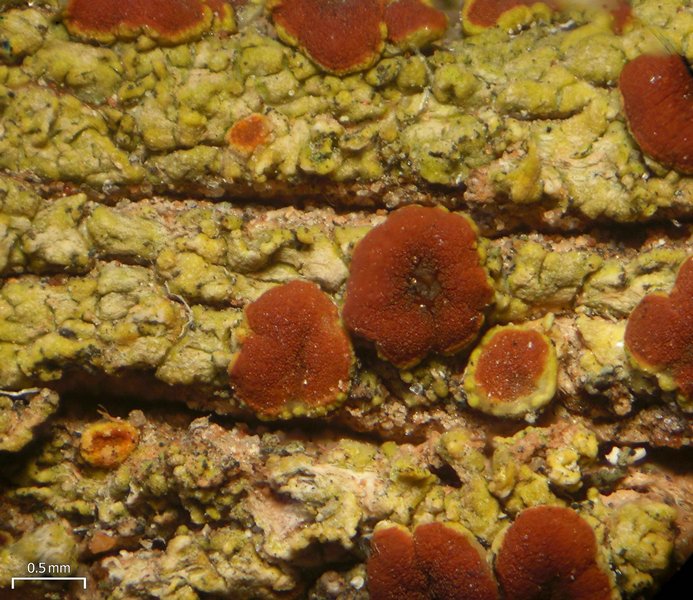 Caloplaca arizonica