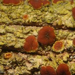 Caloplaca arizonica