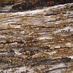 Caloplaca arizonica