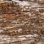 Caloplaca arizonica