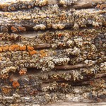 Caloplaca arizonica