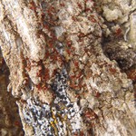 Caloplaca arizonica