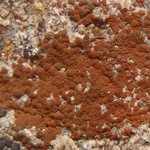 Caloplaca arnoldii ssp. obliterate