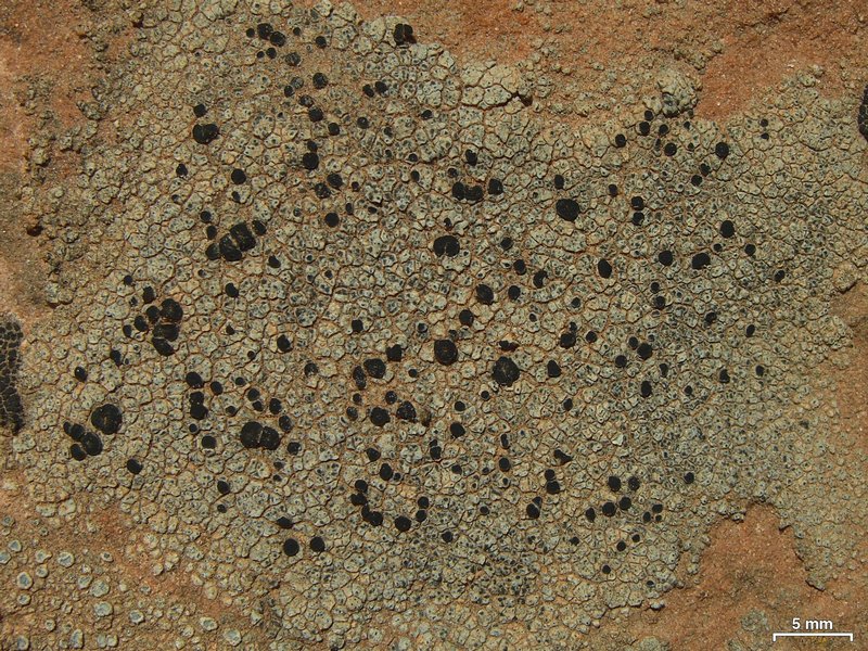 Caloplaca atroalba
