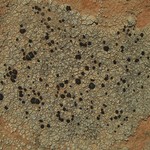 Caloplaca atroalba