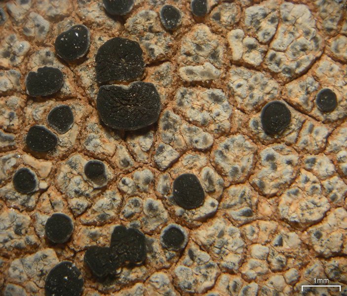Caloplaca atroalba