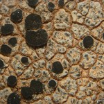 Caloplaca atroalba