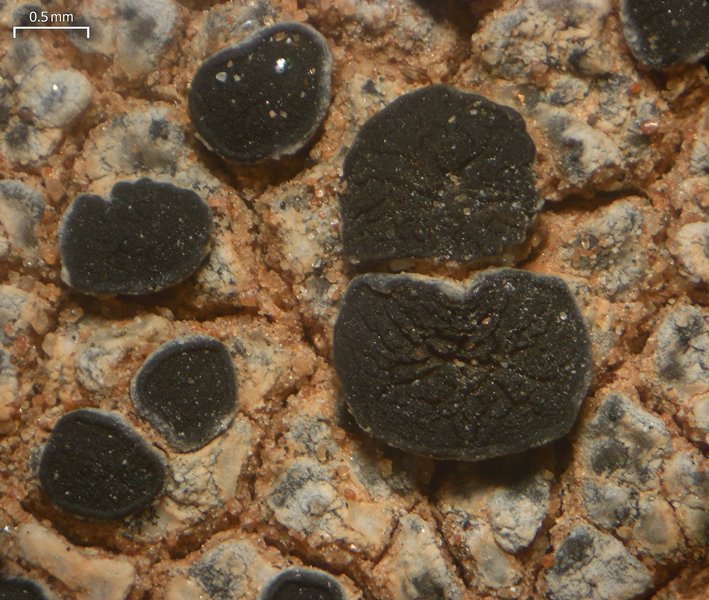 Caloplaca atroalba