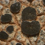 Caloplaca atroalba