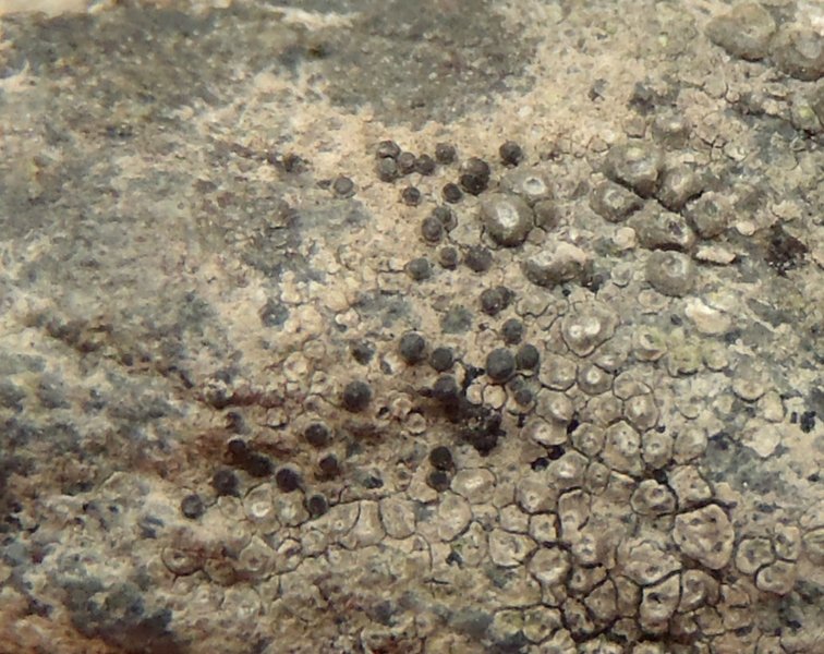 Caloplaca atroalba