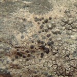 Caloplaca atroalba