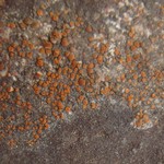 Caloplaca atroflava