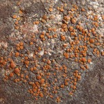 Caloplaca atroflava