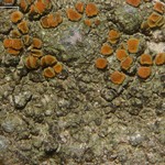 Caloplaca atroflava