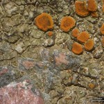 Caloplaca atroflava