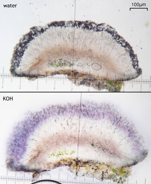 Caloplaca atrosanguinea