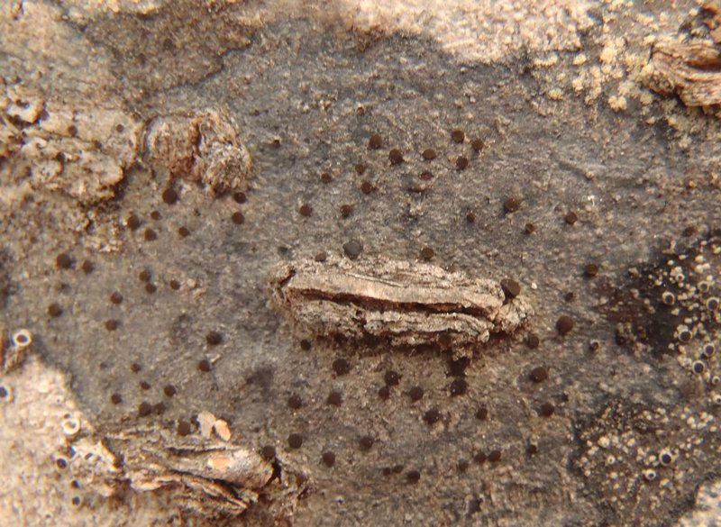 Caloplaca atrosanguinea