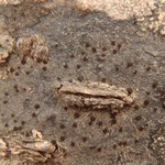Caloplaca atrosanguinea
