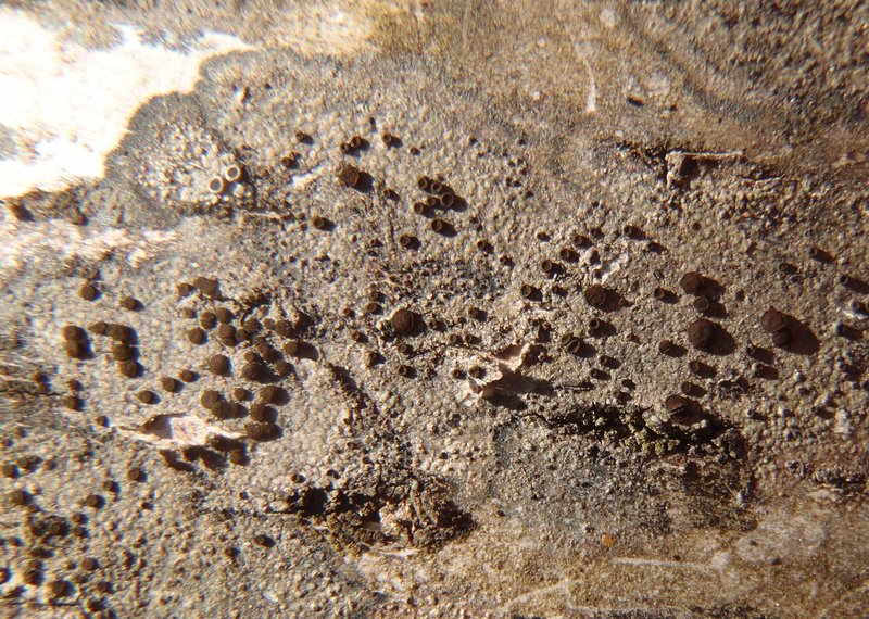Caloplaca atrosanguinea