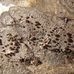 Caloplaca atrosanguinea
