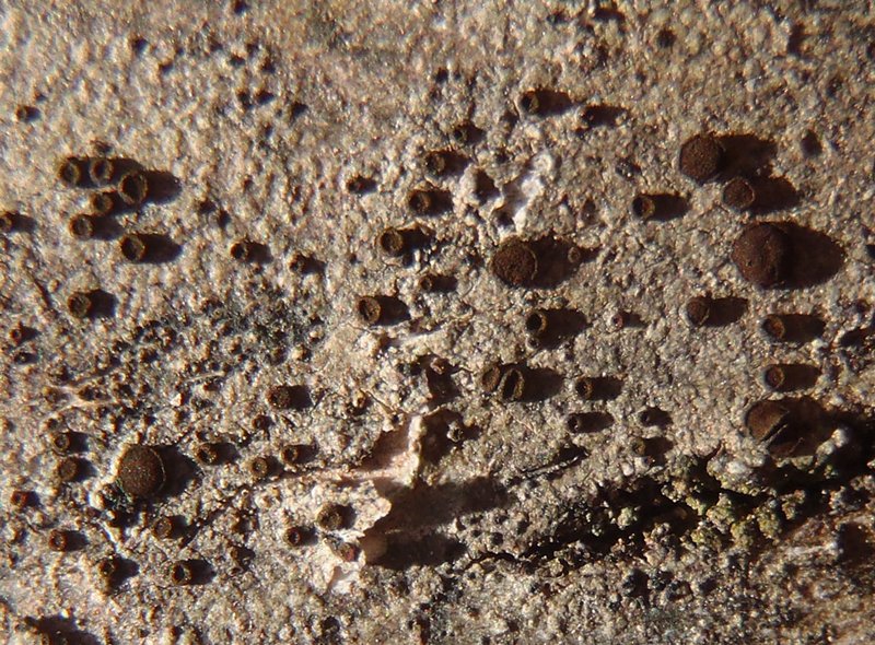 Caloplaca atrosanguinea