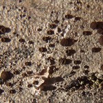 Caloplaca atrosanguinea