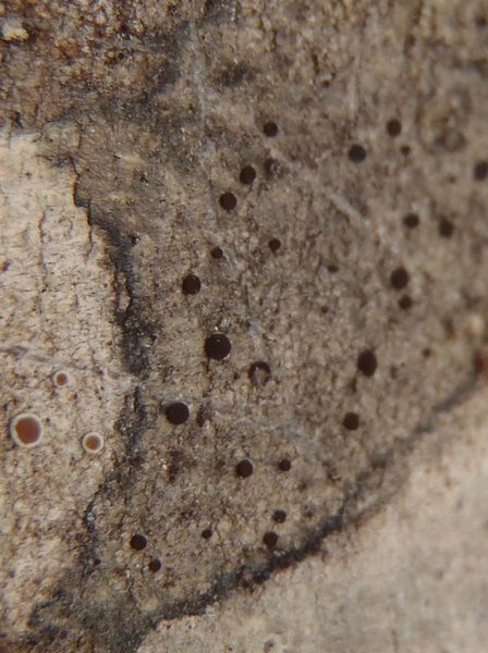 Caloplaca atrosanguinea