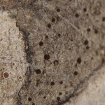 Caloplaca atrosanguinea