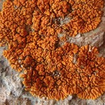 Caloplaca biatorina