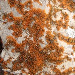 Caloplaca biatorina