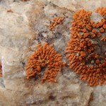 Caloplaca biatorina