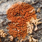 Caloplaca biatorina