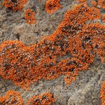 Caloplaca biatorina
