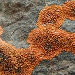 Caloplaca biatorina