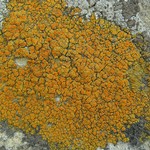 Caloplaca bolacina