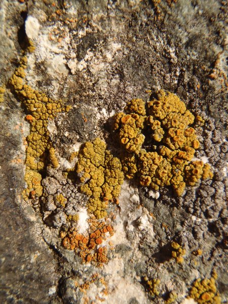 Caloplaca bolacina
