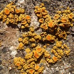 Caloplaca bolacina