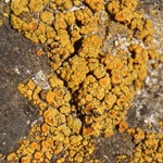 Caloplaca bolacina
