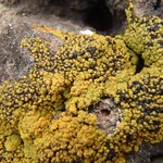 Caloplaca bolacina