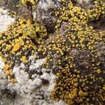 Caloplaca bolacina