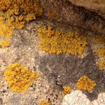 Caloplaca brattiae